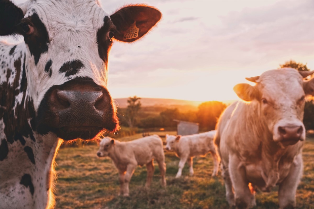 Cattle on ranch pasture